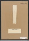 Diatomeae indet. Zeichnungen Sammlung Grunow Nr. 4526 (NHMW-BOT-W0372499)